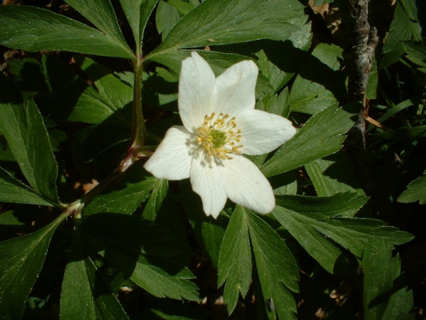 Anemone nemorosa, viola eugeniae, ranunculo